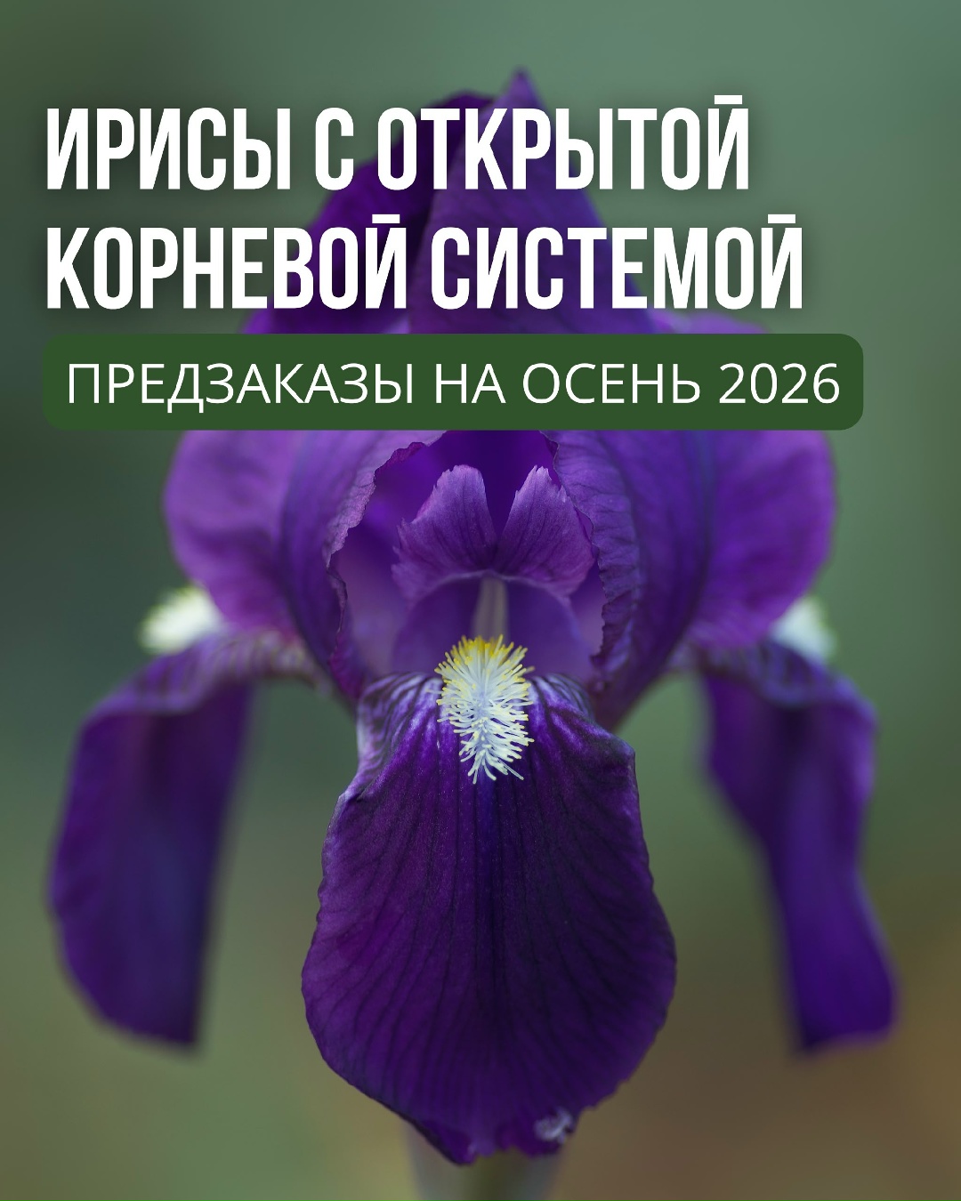 Ирисы с открытой корневой системой! Осень 2026!