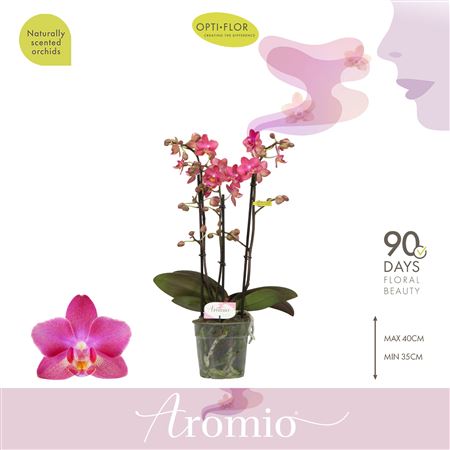 Phal Aromio 3st Floral 25+