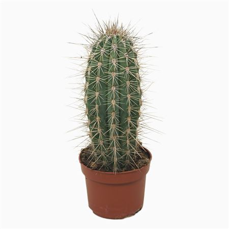 Pachycereus Pringlei Enkel