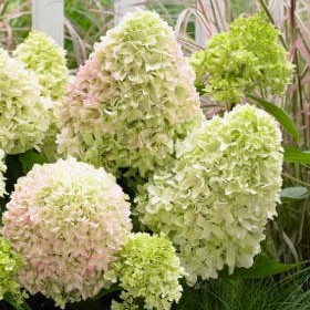 Гортензия метельчатая Литл Фрайз в тубе