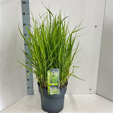 Panicum Virgatum Stäffa