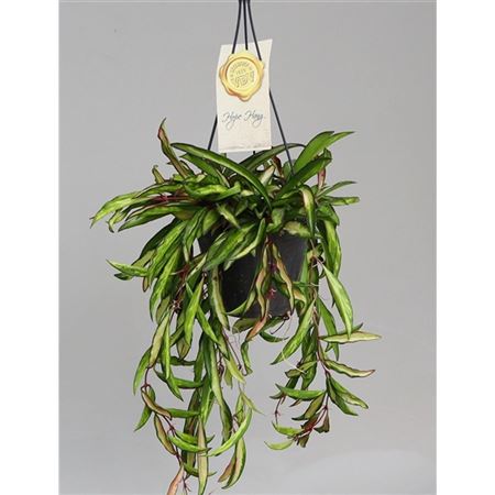 Hoya Wayetii Tricolor