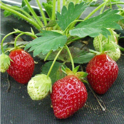 Земляника Индука