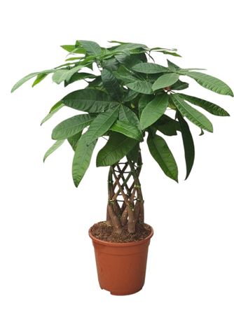 Pachira Aquatica Cage