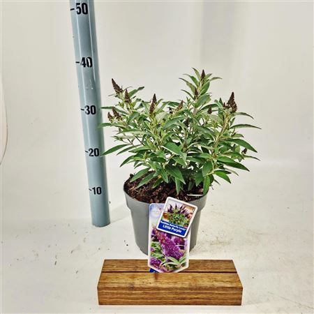 Buddleja Dav Butterfly Candy Little Purple