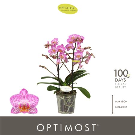 Phal 2st Optimost Honeybee 25+ (opti)