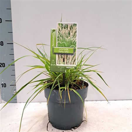Pennisetum Orientale Fairy Tails