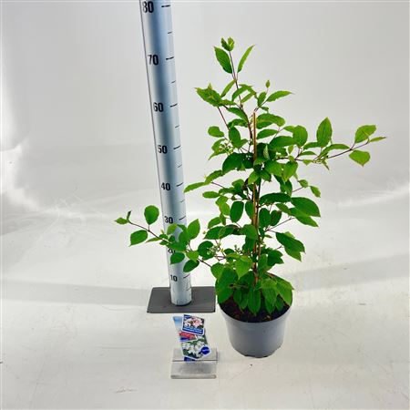Viburnum Plic Kilimandjaro