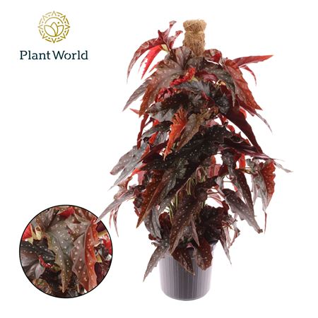 Begonia Black Forrest Mospole