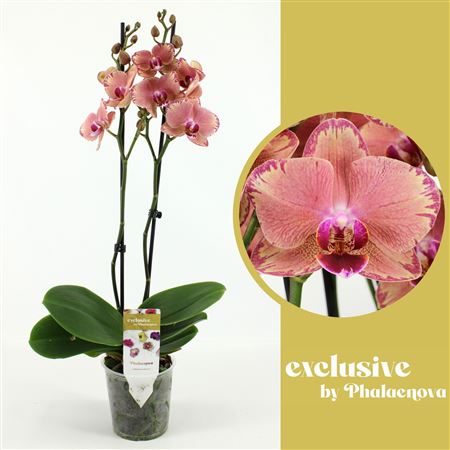 Phal 2st Pirate Picotee 18+ (phalaenova)