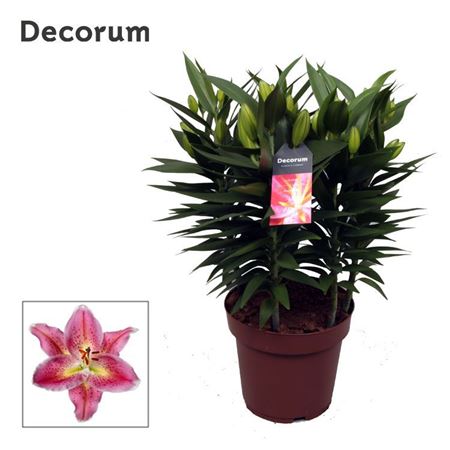 Lilium Or Reeleeze 5pp (decorum)