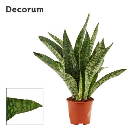 Sansevieria Aubrytiana Jaboa (decorum)