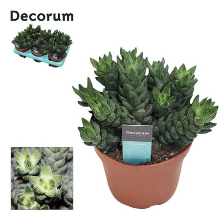 Haworthia Reinwardtii (group) (decorum)