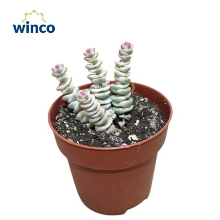 Крассула Марнериана Варьягата