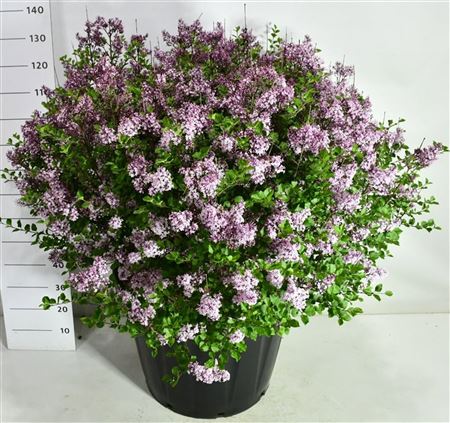 Syringa Meyeri Palibin