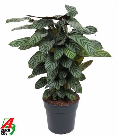 Calathea Green Flag