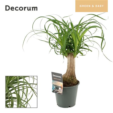 Beaucarnea 3pp (decorum)