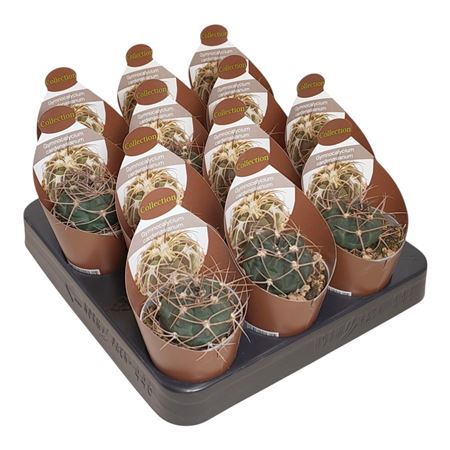 Gymnocalycium Cardenasianum Potcover