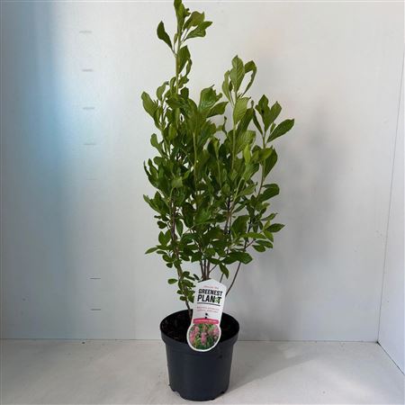 Clethra Alnifolia Ruby Spice
