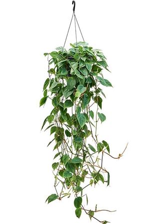 Philodendron Scandens (50-60)