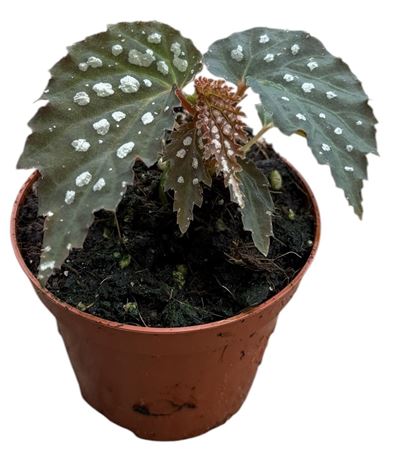 Begonia Snow Leopard