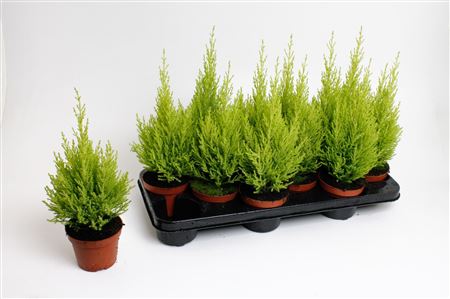 Cupressus Macrocarpa Wilma