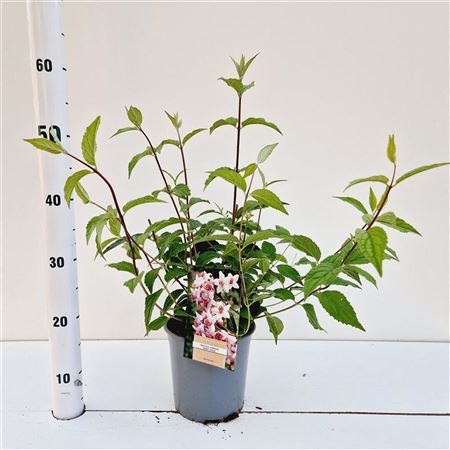 Deutzia Hybr Mont Rose