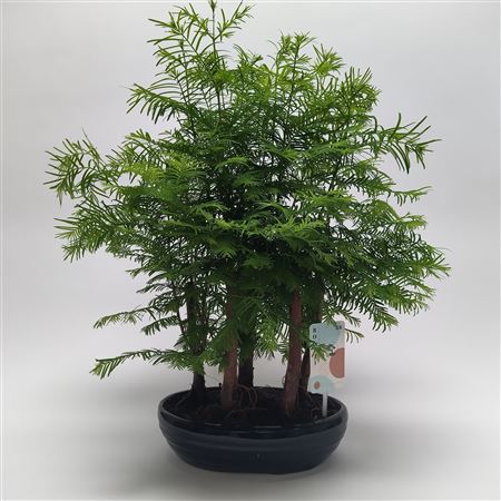 Metasequoia Forest 'oval
