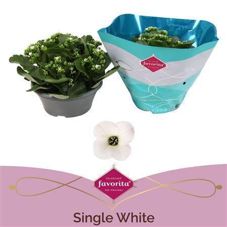 Kal Single White In Bowl