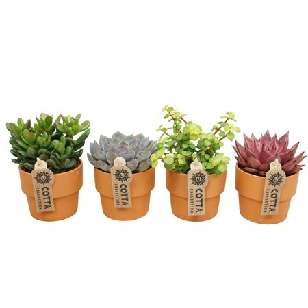 Succulent Mix In Terracotta
