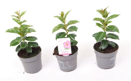Mandevilla Rio Elegant Pink