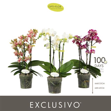 Phal 4st Exclusivo Mix 35+ (opti)