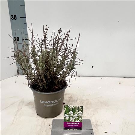 Lavandula An Artic Snow