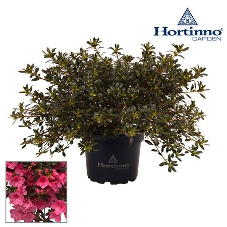 Rhododendron Hortinno Garden Cascadula Bright Fuch