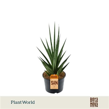 Sansevieria 'dancing Queen'