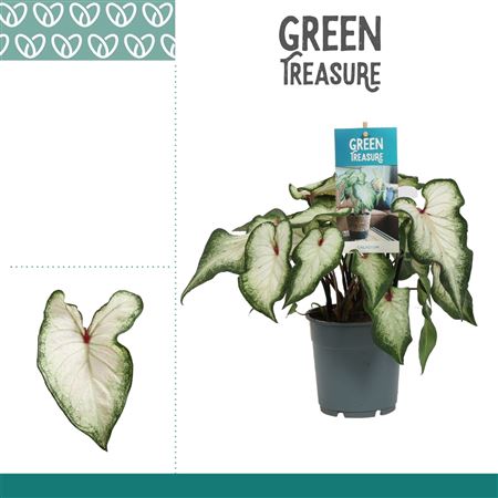 Caladium White Wonder