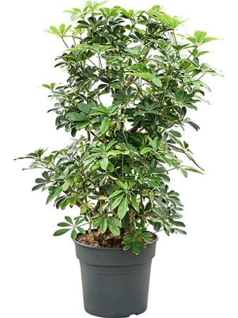 Schefflera Gold Capella Bush
