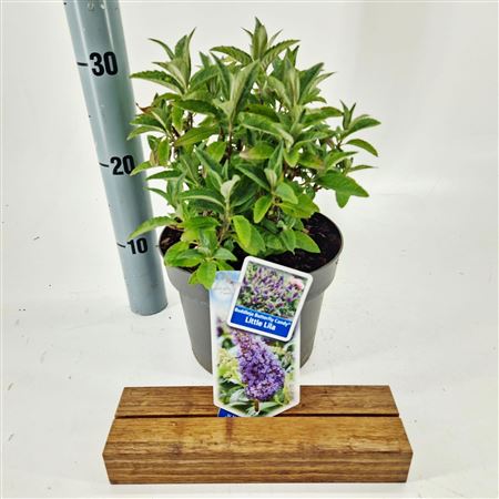 Buddleja Dav Little Lila (butterfly Candy)