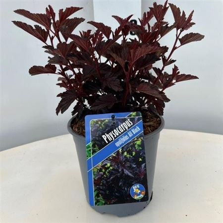 Physocarpus Op All Black