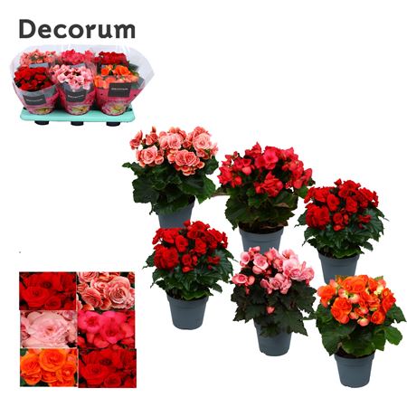 Begonia Mix No White & Yellow (decorum)