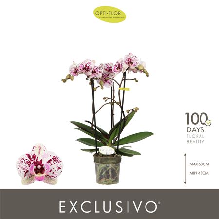 Phal 3st 3st Athena 25+