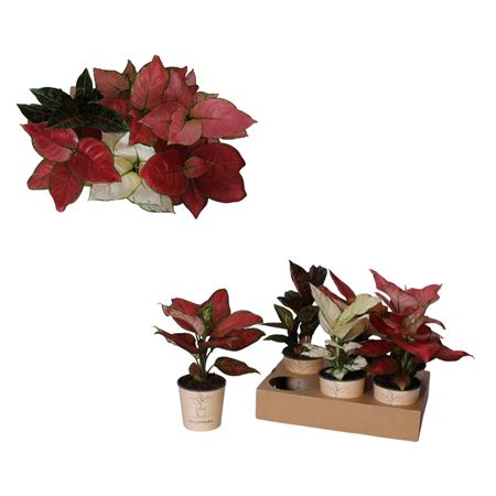 Aglaonema Luxe Mix