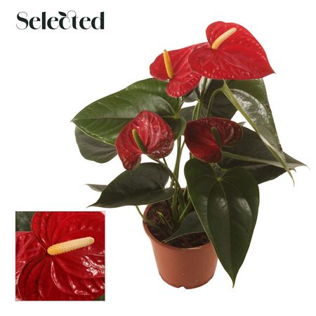 Anth An Easy Red 4+ (decorum)