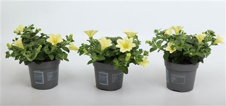 Petunia Famous Yellow