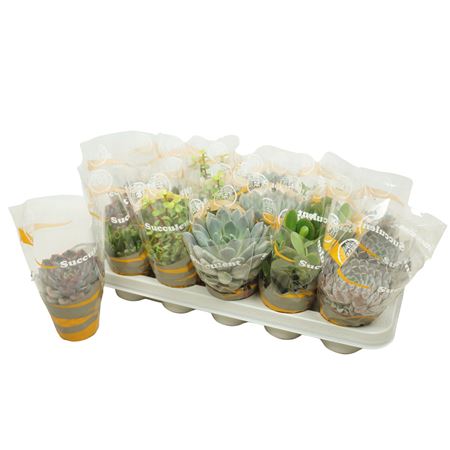 Succulent Mix In Sleeve