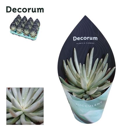 Senecio Scapusis (decorum) Decorum Potcover