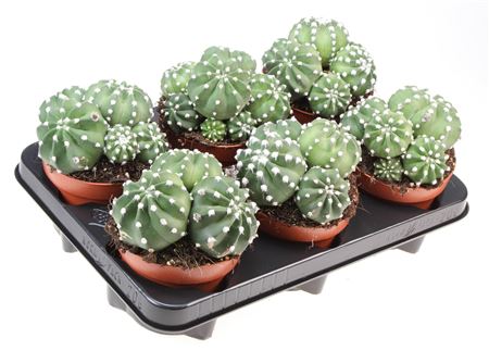 Echinopsis Denudatum