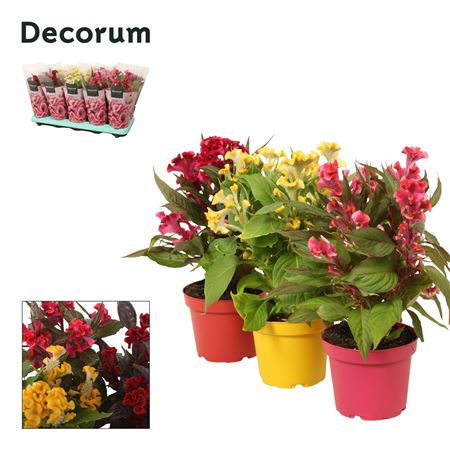Celosia Hot Topic Mix With Sleeve (decorum)