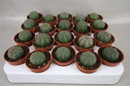Obesa