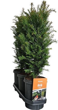 Taxus Baccata (hedgeline)